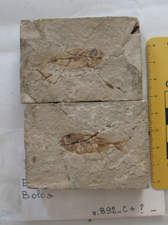 fossile (pesce su lastra, esemplare)