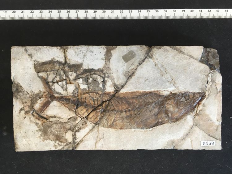 fossile (pesce su lastra, esemplare)