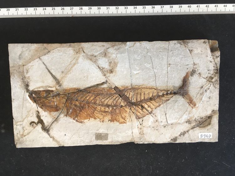 fossile (pesce su lastra, esemplare)