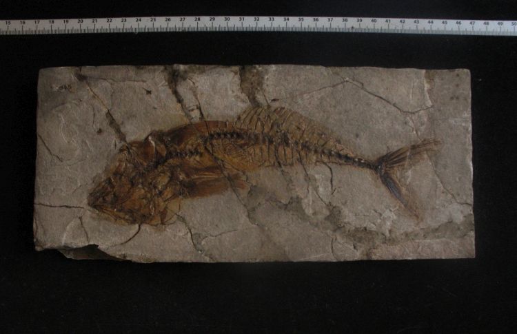 fossile (pesce su lastra, esemplare)