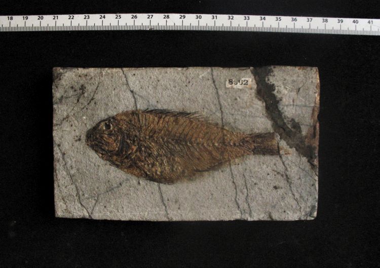 fossile (pesce su lastra, esemplare)