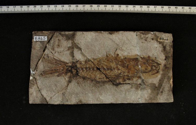 fossile (pesce su lastra, esemplare)