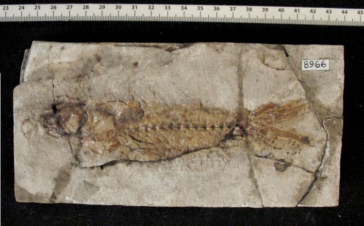 fossile (pesce su lastra, esemplare)