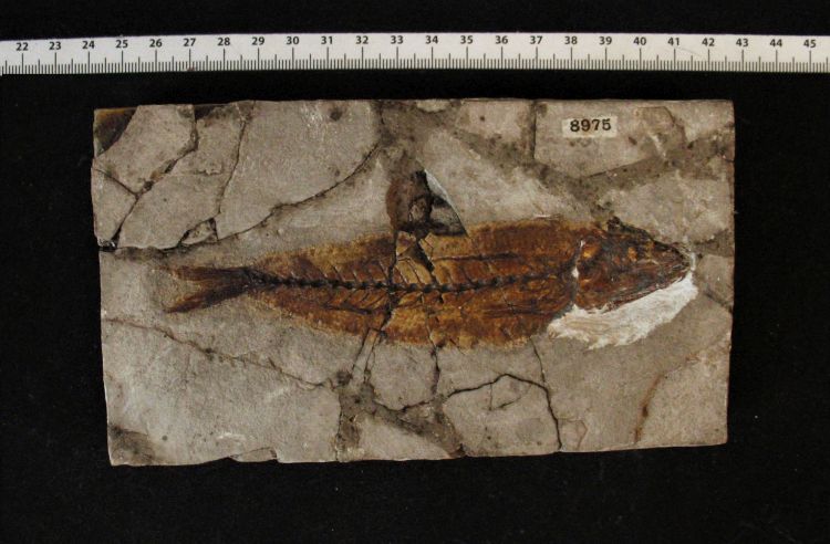 fossile (pesce su lastra, esemplare)