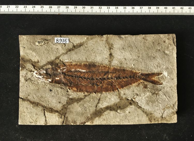 fossile (pesce su lastra, esemplare)