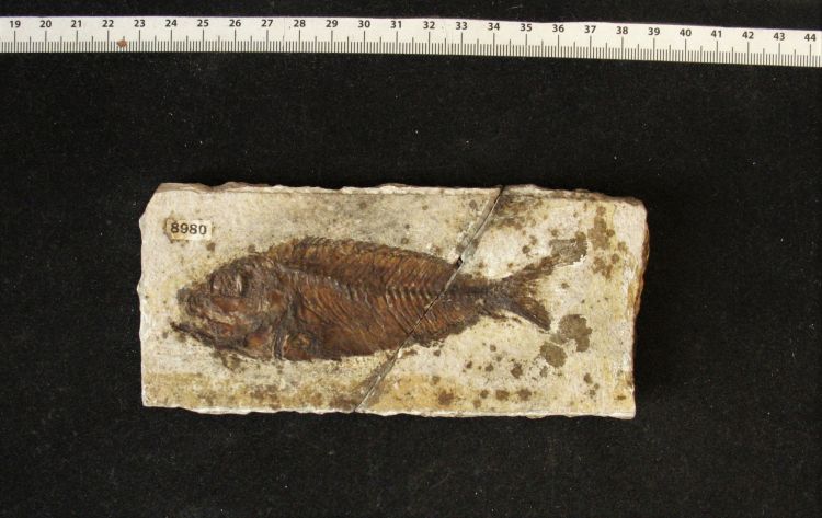 fossile (pesce su lastra, esemplare)