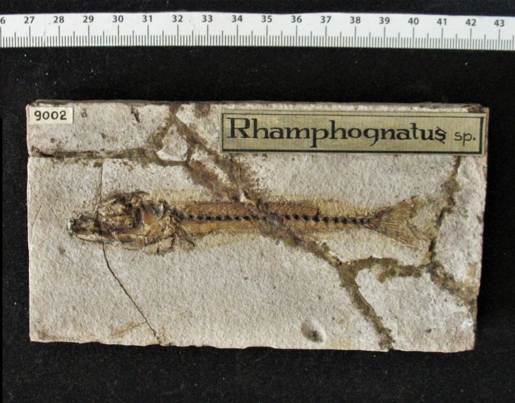 fossile (pesce su lastra, esemplare)