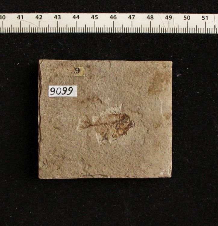fossile (pesce su lastra, esemplare)