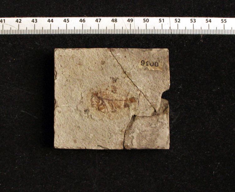 fossile (pesce su lastra, esemplare)