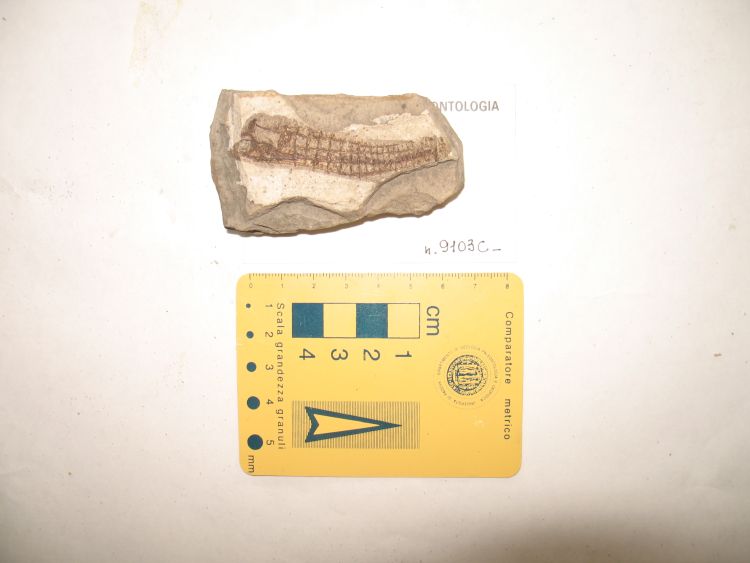 fossile (pesce su lastra, esemplare)