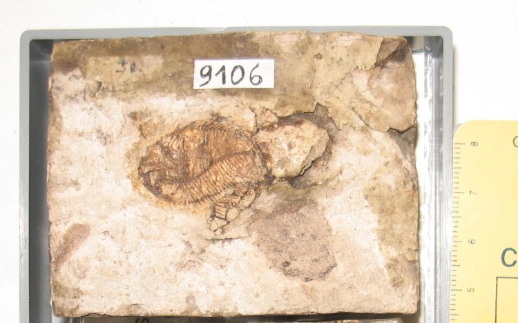 fossile (pesce su lastra, esemplare)