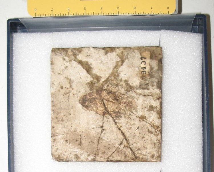 fossile (pesce su lastra, esemplare)