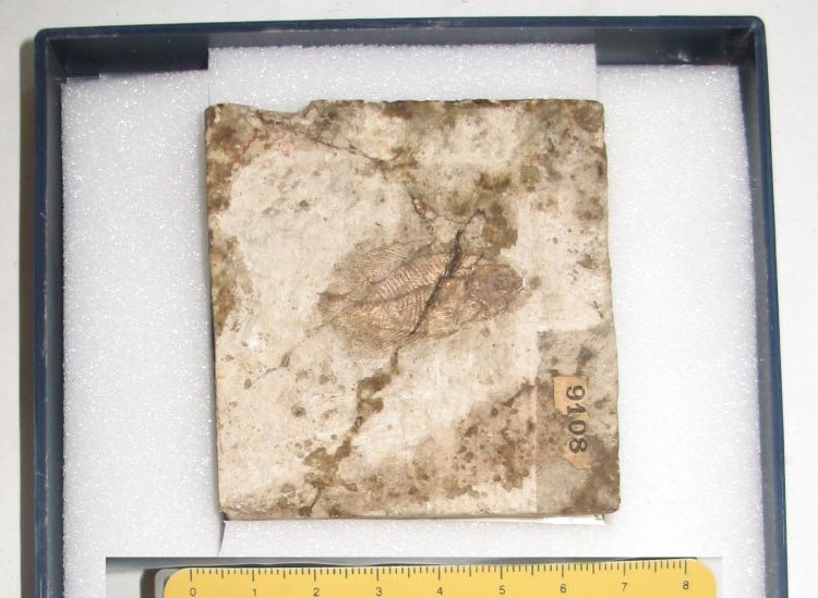 fossile (pesce su lastra, esemplare)