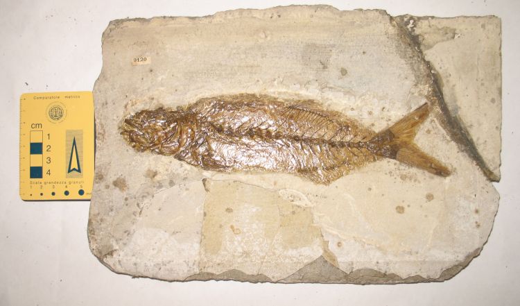 fossile (pesce su lastra, esemplare)