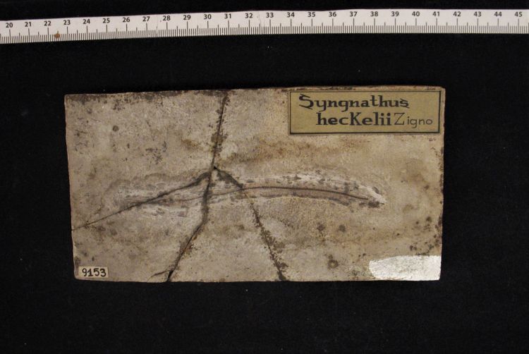 fossile (pesce su lastra, esemplare)