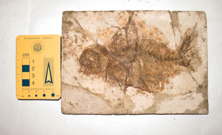 fossile (pesce su lastra, esemplare)