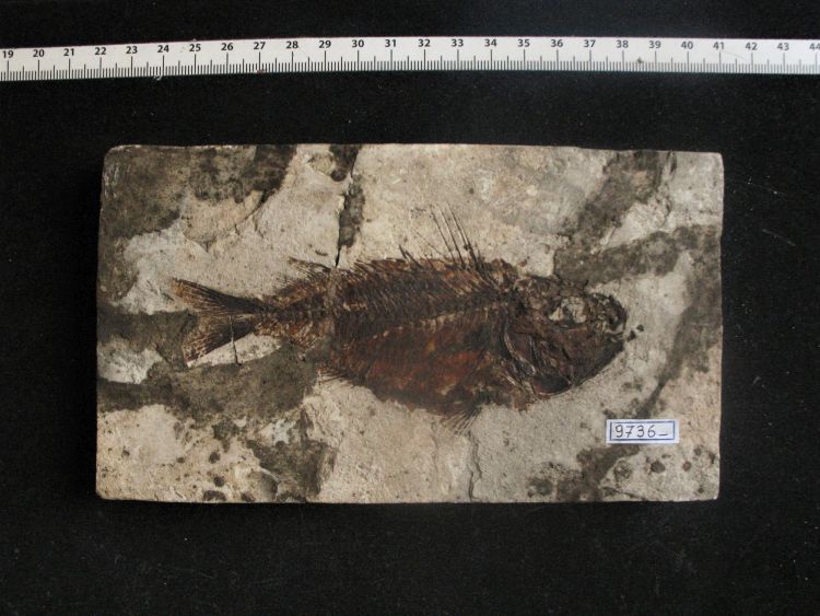 fossile (pesce su lastra, esemplare)