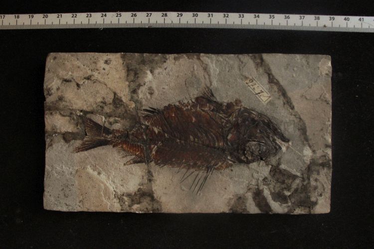 fossile (pesce su lastra, esemplare)