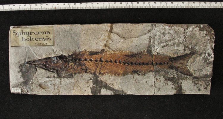 fossile (pesce su lastra, esemplare)