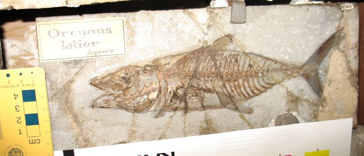 fossile (pesce su lastra, esemplare)