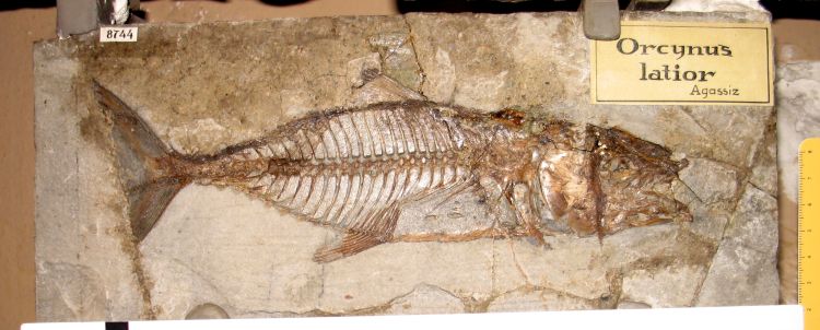 fossile (pesce su lastra, esemplare)