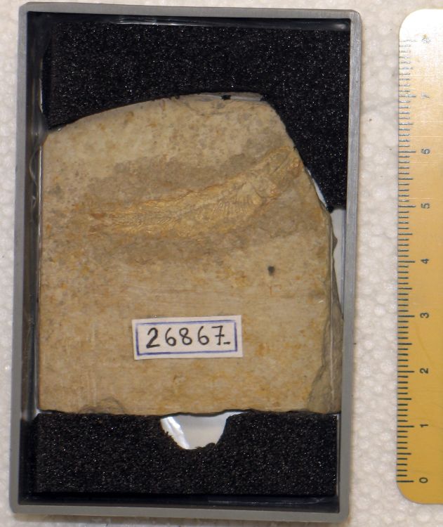 fossile (pesce su lastra, esemplare)