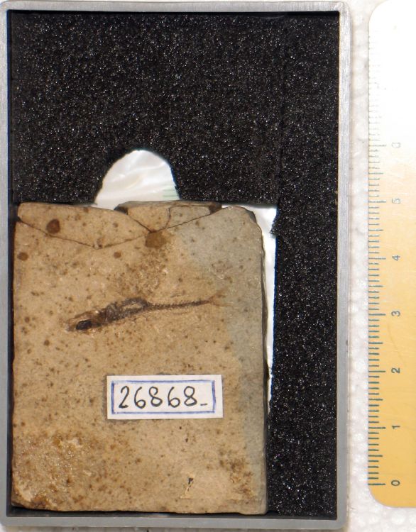 fossile (pesce su lastra, esemplare)