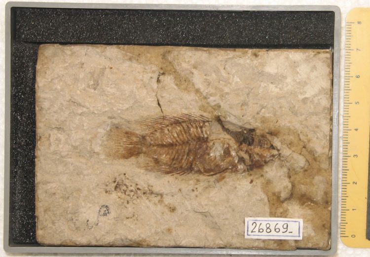 fossile (pesce su lastra, esemplare)