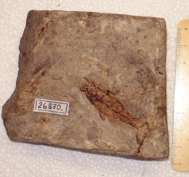 fossile (pesce su lastra, esemplare)