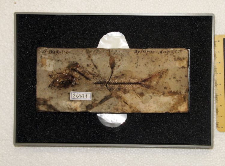 fossile (pesce su lastra, esemplare)