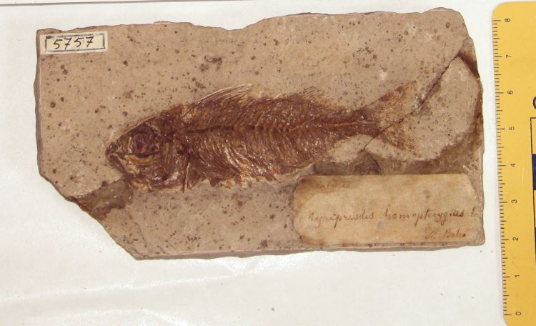 fossile (pesce su lastra, esemplare)