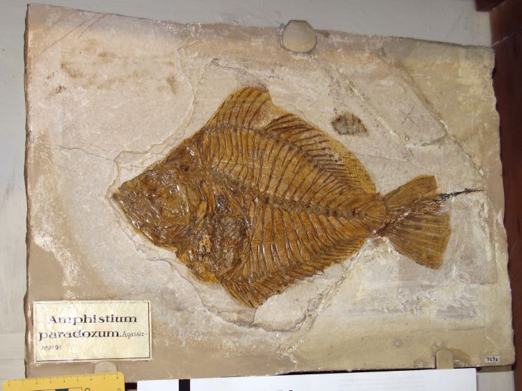 fossile (pesce su lastra, esemplare)