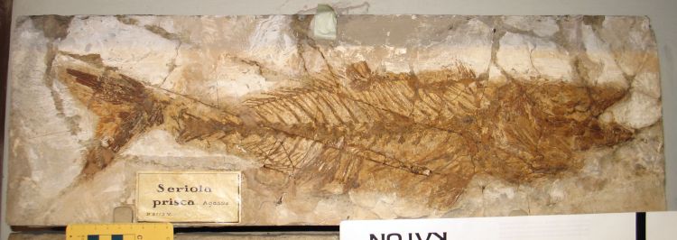 fossile (pesce su lastra, esemplare)