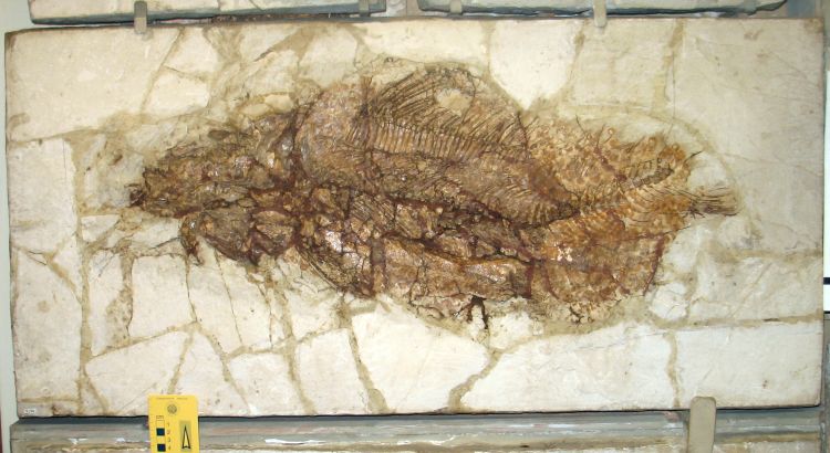 fossile (pesce su lastra, esemplare)