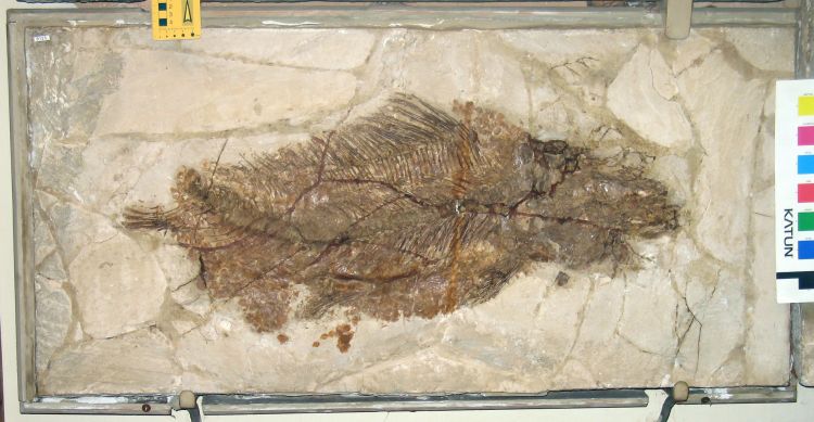 fossile (pesce su lastra, esemplare)