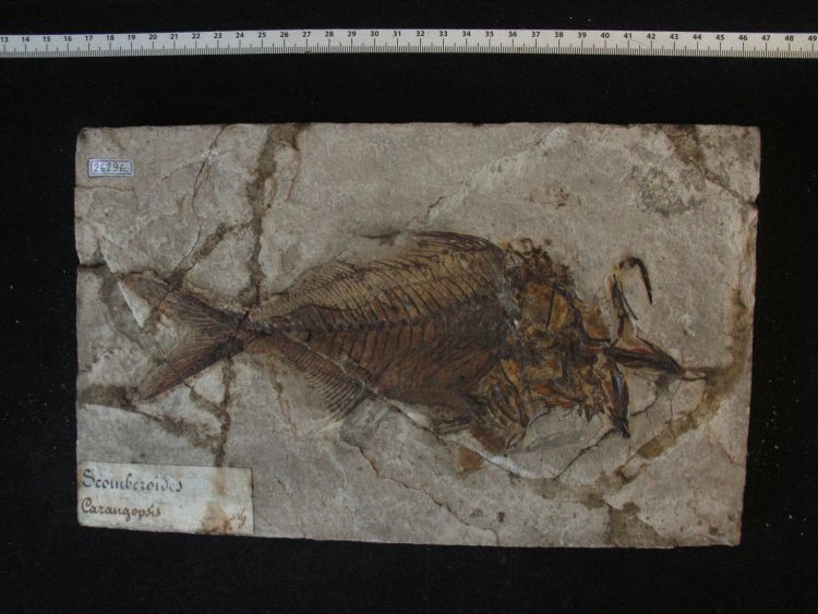 fossile (pesce su lastra, esemplare)