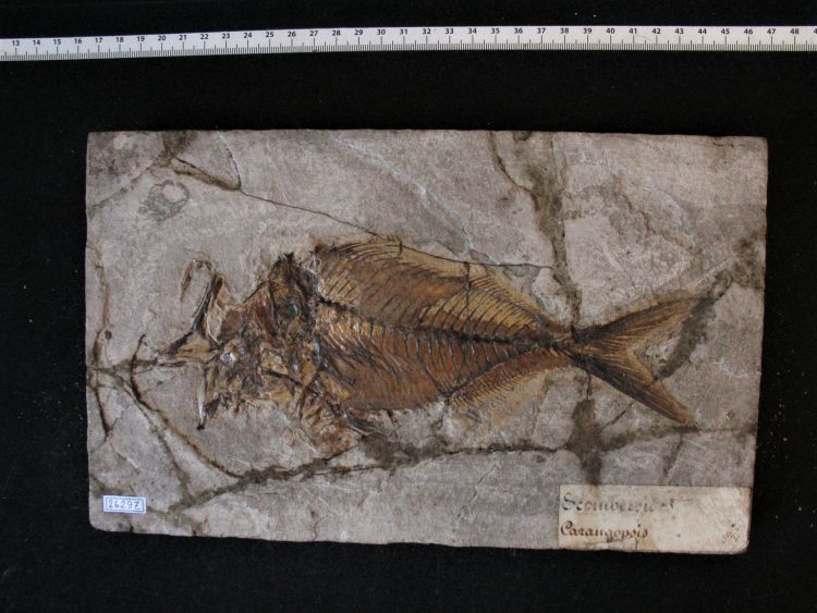 fossile (pesce su lastra, esemplare)