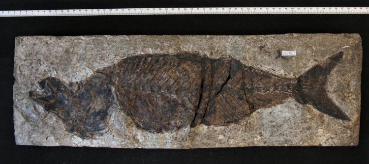 fossile (pesce su lastra, esemplare)