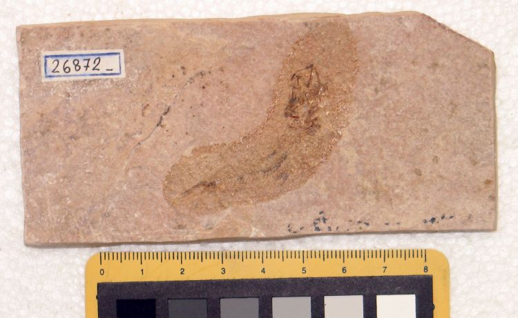 fossile (pesce su lastra, esemplare)