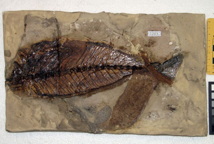fossile (pesce su lastra, esemplare)