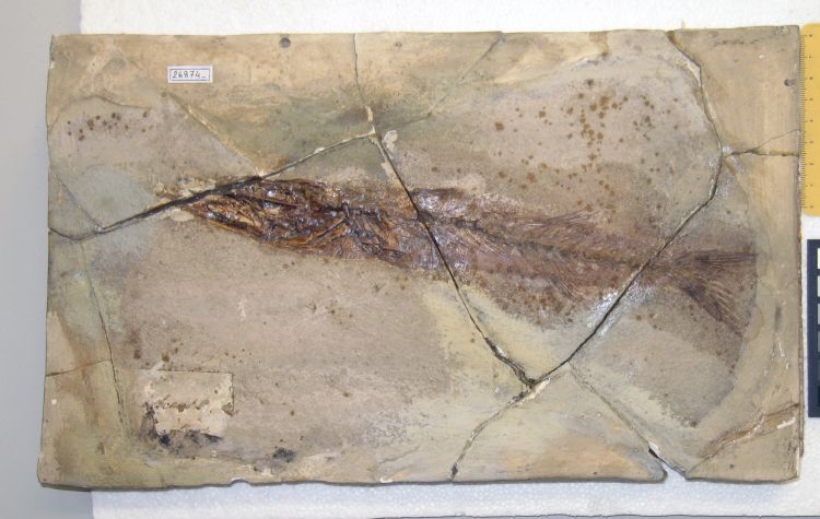 fossile (pesce su lastra, esemplare)