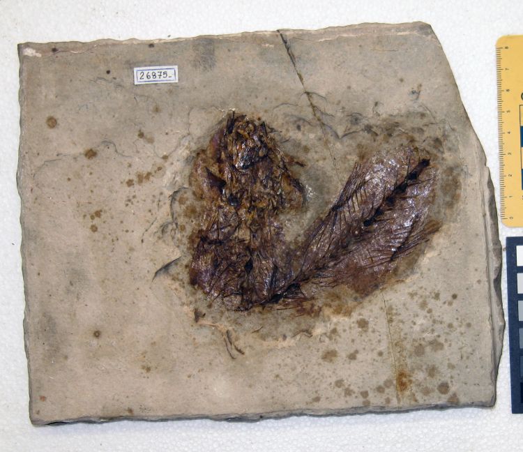 fossile (pesce su lastra, esemplare)