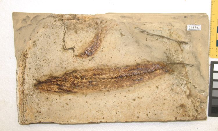 fossile (pesce su lastra, esemplare)