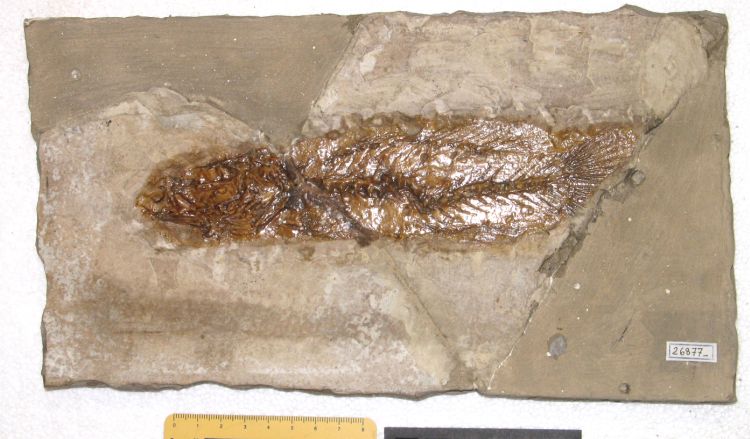 fossile (pesce su lastra, esemplare)