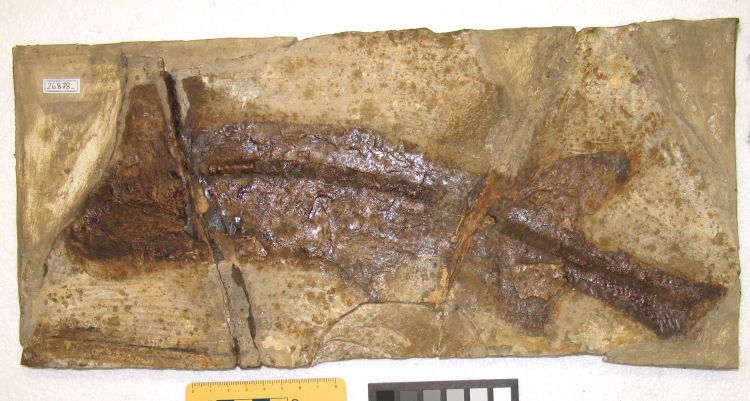 fossile (pesce su lastra, esemplare)