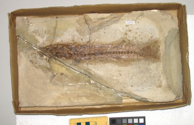 fossile (pesce su lastra, esemplare)