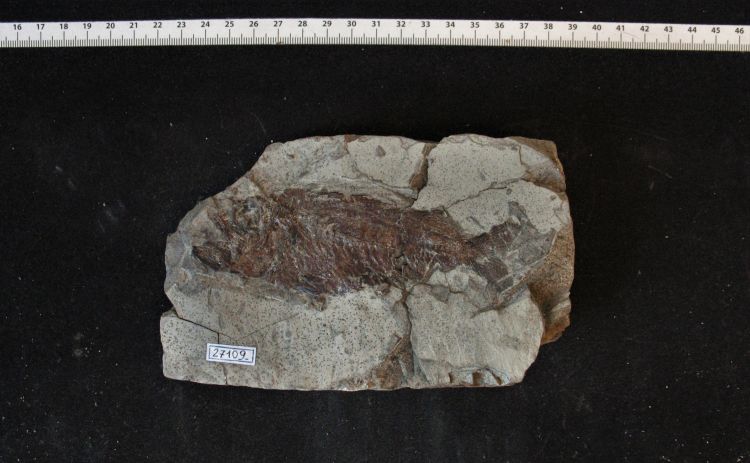 fossile (pesce su lastra, esemplare)