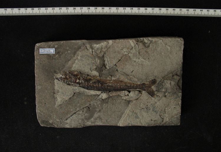 fossile (pesce su lastra, esemplare)