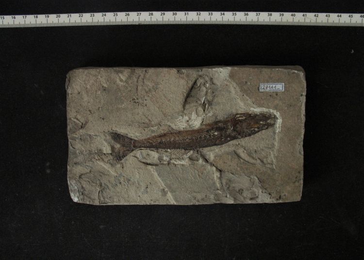 fossile (pesce su lastra, esemplare)