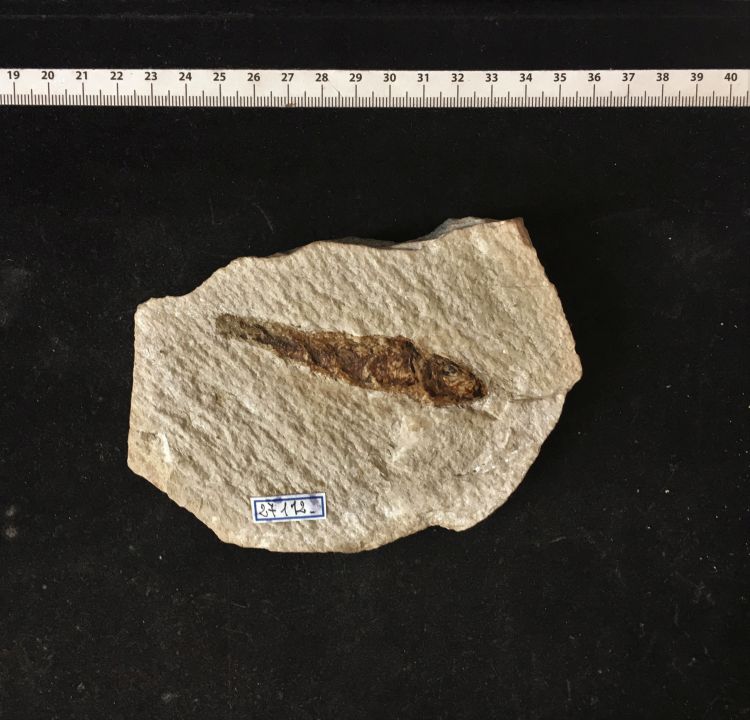 fossile (pesce su lastra, esemplare)